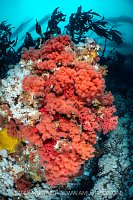 Red Soft Coral, Canada