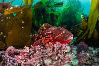 Male Rock Greenling, Canada