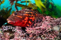 Male Rock Greenling, Canada