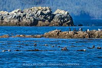 Sea Otter Raft, Canada