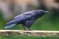 Calling Crow, Canada