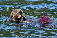 Sea Otter Feeds On Urchins, Canada
