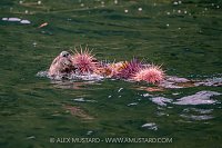Sea Otter Feeds On Urchins, Canada