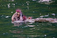 Sea Otter Feeds On Urchins, Canada