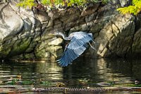 Great Blue Heron, Canada