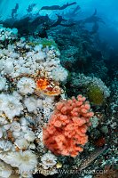 Red Irish Lord On Wall, Canada