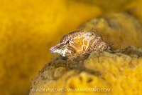 Grunt Sculpin On Yellow, Canada