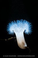 Plumose Anemone Backlit, Canada