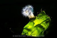 Plumose Anemone Backlit, Canada