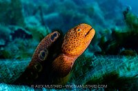 Juvenile Wolf Eel, Canada