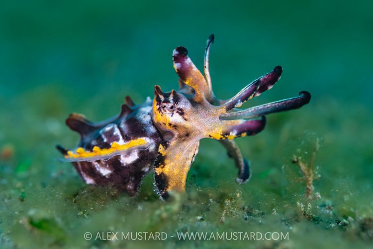 Flambo Display, Indonesia