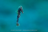 Juvenile Seahorse, Indonesia