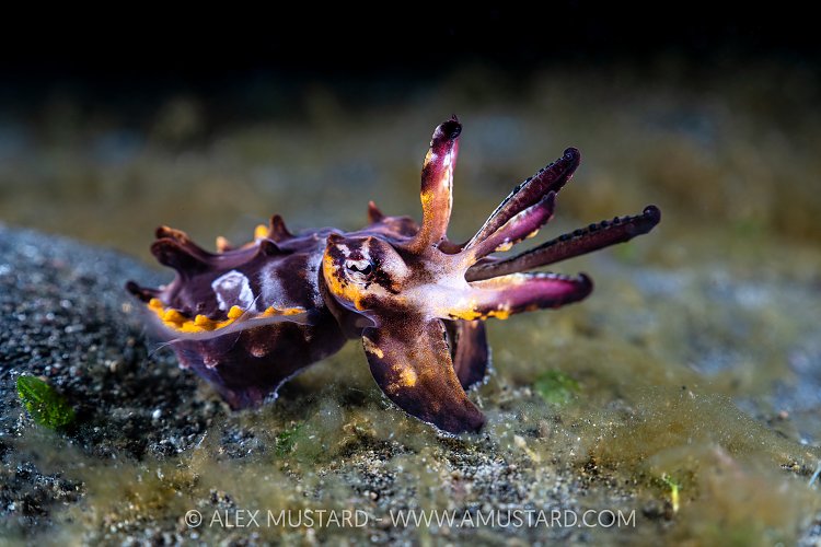 Flambo Display, Indonesia