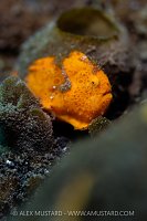 Painted Frogfish, Indonesia