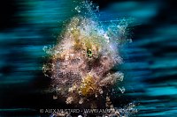 Hairy Frogfish Portrait, Indonesia