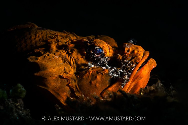 Humpback Scorpionfish Portrait, Indonesia