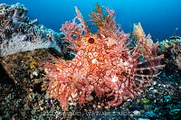 Red Rhinopias, Indonesia