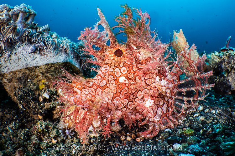Red Rhinopias, Indonesia
