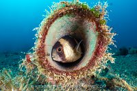 Damselfish Egg Care, Indonesia