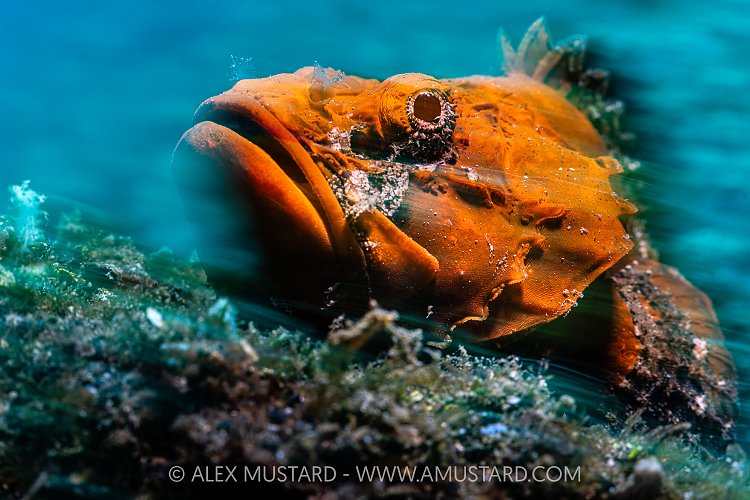 Humpback Scorpionfish Portrait, Indonesia