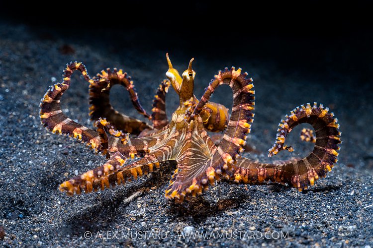 Wonderpus On The Prowl, Indonesia