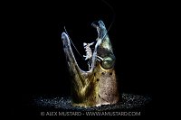 Snake Eel With Cleaner Shrimp, Indonesia