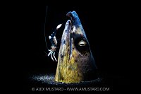 Snake Eel With Cleaner Shrimp, Indonesia