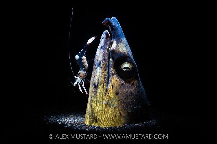 Snake Eel With Cleaner Shrimp, Indonesia