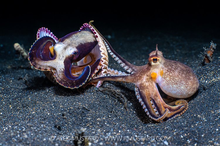 Octopus Tussle, Indonesia