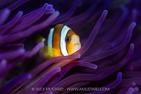 Anemonefish In Anemone, Indonesia