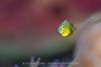 Tiny Filefish, Indonesia