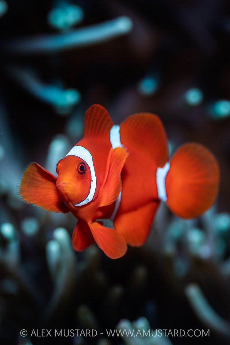 Spinecheek Anemonefish, Indonesia
