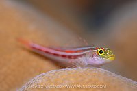Striped Triplefin, Indonesia