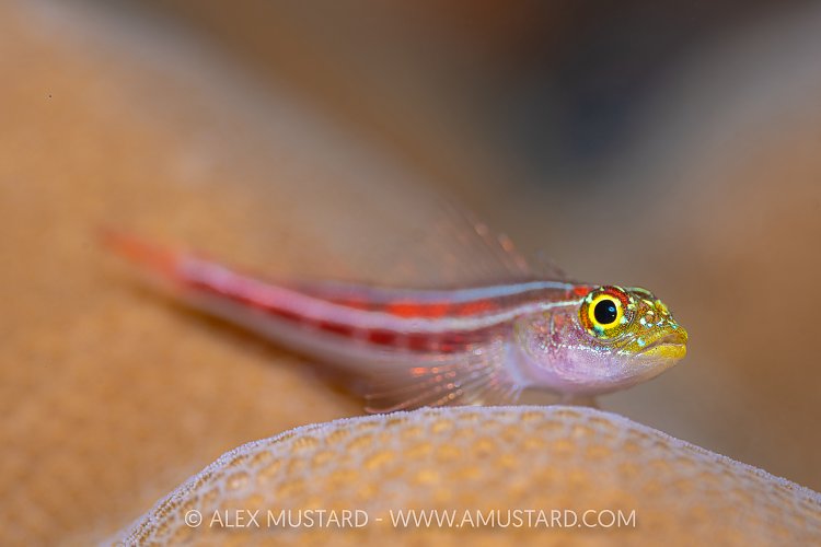 Striped Triplefin, Indonesia