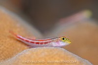 Striped Triplefin, Indonesia