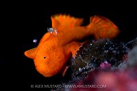 Painted Frogfish, Indonesia
