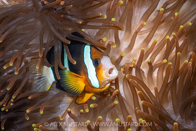 Anemonefish Bark, Indonesia