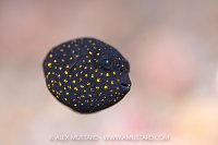 Juvenile Puffer, Indonesia