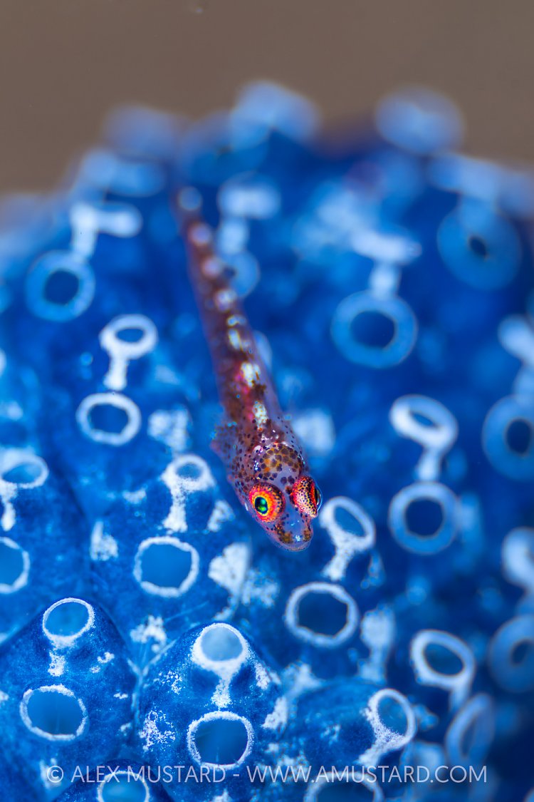 Goby On Tunicate, Indonesia