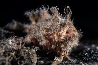 Hairy Frogfish, Indonesia