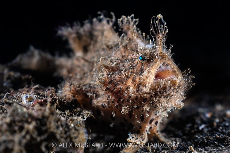 Hairy Frogfish, Indonesia