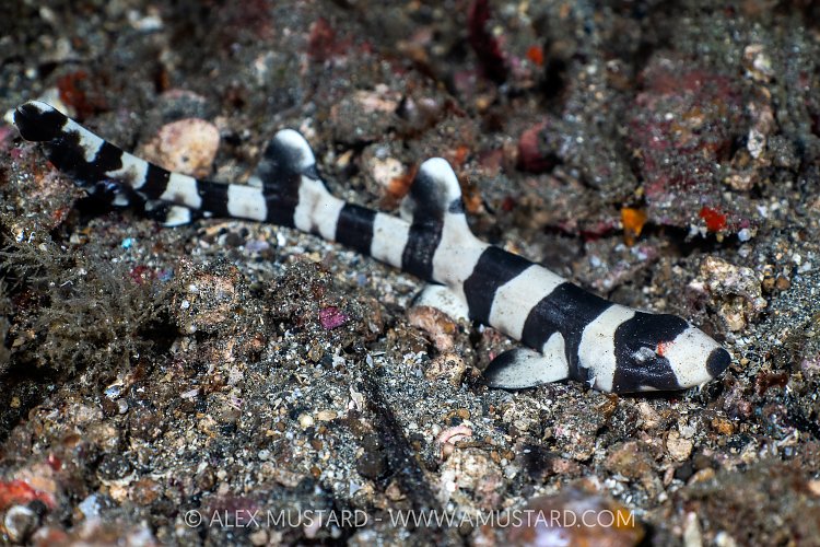 Juvenile Bamboo Shark, Indonesia