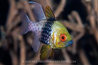 Pajama Cardinalfish, Indonesia