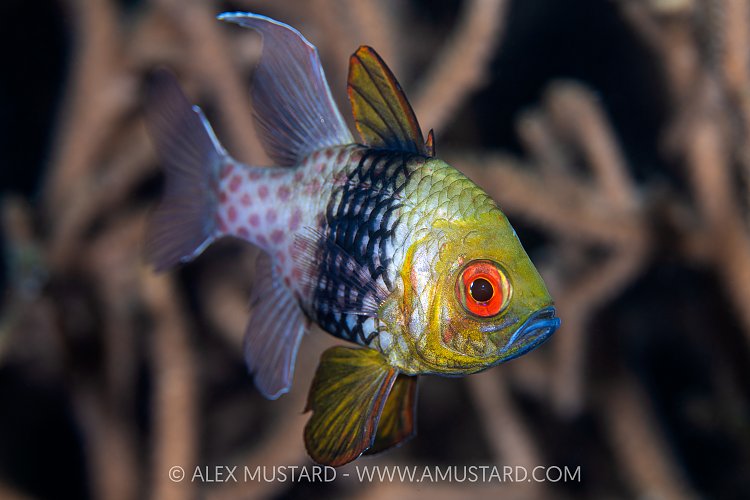 Pajama Cardinalfish, Indonesia