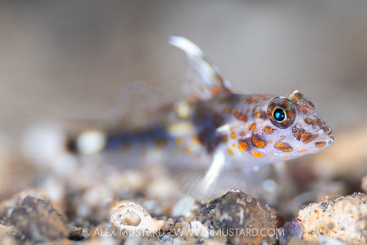 Sandgoby Portrait, Indonesia