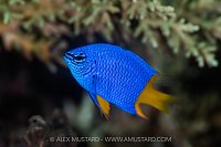 Arnaz's Damselfish, Indonesia