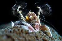 Porcelain Crab Feeding, Indonesia