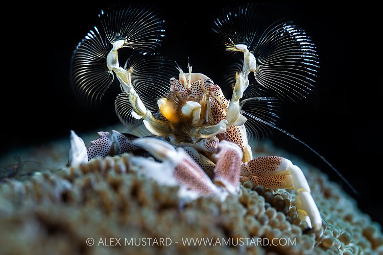 Porcelain Crab Feeding, Indonesia