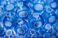 Lollipop Tunicate Detail, Indonesia