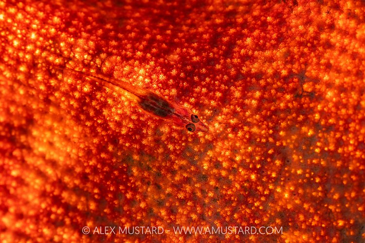Ghostgoby On Backlit Sponge, Indonesia